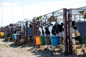 Calf Weight Gain Supplement Guide: Boost Growth, Strength & Farm Profitability